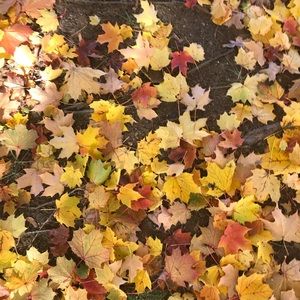 Meet your Posher, Zoe